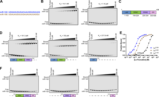 La interacts directly with miR-122 through LaM and RRM1. (A) Sequences for miR-122 and miR-190. (B) EMSAs with purified La1–408 and 5′ fluorescently labeled miR-122 or miR-190. La1–408 was titrated from 244 pM to 2 µM. The migration of each miRNA was detected by in-gel fluorescence. The fraction bound was quantified as a function of the exhaustion of free miRNA. (C) Schematic illustrating the four functional domains of La. (D) EMSAs with 5′ fluorescently labeled miR-122 and purified La1–334, La1–224, or La1–103. The titration range of each La truncation is indicated above each gel. miR-122 migration was detected by in-gel fluorescence. The fraction bound was quantified as a function of the exhaustion of free miR-122. (E) Quantification of Fig. 6 D showing the calculated Kd values. (F) EMSAs with 5′ fluorescently labeled miR-122 and purified La104–408, La225–408, or La335–408. Each La truncation was titrated from 244 pM to 2 µM. miR-122 migration was detected by in-gel fluorescence. Source data are available for this figure: SourceData F6. Refer to the image caption for details.