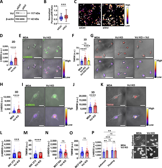 Vinculin depletion increases bioenergetics of MDA-MB-231 cells. (A) Representative western blot of MDA-MB-231 cells expressing PercevalHR and pHRed probes transfected with siRNA to knock down vinculin (siVcl), including a scrambled control (siCtrl). (B) Quantification of the PercevalHR ratiometric signal for MDA cells expressing PercevalHR and pHRed probes treated with siRNA to knock down vinculin, including a scrambled control (siCtrl) and siVcl (N = 3, n = 91–92 cells). (C) Representative ratiometric heatmaps of siCtrl and siVcl MDA cells expressing PercevalHR and pHRed. Scale bar, 100 µm. (D) Mean intensity of 2-NBDG of cells on 2D glass surfaces (N = 3, n = 70–89 cells). (E) Representative images of 2-NBDG staining displayed using a fluorescent channel (top) and the Fire lookup table (bottom) to indicate the relative intensity of the fluorescent signal. Scale bar, 50 µm. (F) Mean intensity of TMRM of cells on 2D glass surfaces (N = 3, n = 58–84 cells). (G) Representative images of TMRM staining displayed using a fluorescent channel (top) and the Fire lookup table (bottom) to indicate the relative intensity of the fluorescent signal. Scale bar, 50 µm. (H) Mean intensity of 2-NBDG for cells embedded in a 1.5 mg/ml collagen matrix (N = 3, n = 91–103 cells). (I) Representative images of 2-NBDG staining in a 1.5 mg/ml collagen matrix displayed using a fluorescent channel (top) and the Fire lookup table (bottom) to indicate the relative intensity of the fluorescent signal. Scale bar, 20 µm. (J) Mean intensity of TMRM for cells embedded in a 1.5 mg/ml collagen matrix (N = 3, n = 91 cells). (K) Representative images of TMRM staining in a 1.5 mg/ml collagen matrix displayed using a fluorescent channel (top) and the Fire lookup table (bottom) to indicate the relative intensity of the fluorescent signal. Scale bar, 20 µm. (L) Mean intensity of 2-NBDG in NIH/3T3 cells on 2D glass surfaces (N = 3, n = 89–91 cells). (M) Mean intensity of TMRM in NIH/3T3 cells on 2D glass surfaces (N = 3, n = 90–94 cells). (N) Mean intensity of 2-NBDG in MCF10A cells on 2D glass surfaces (N = 3, n = 88–90 cells). (O) Mean intensity of TMRM in MCF10A cells on 2D glass surfaces (N = 3, n = 90–96 cells). (P) Mean intensity of 2-NBDG for MDA (N = 3, n = 93–98 cells) or Vcl KO (N = 3, n = 79–86 cells) cells grown either on a tissue culture–treated surface (Adherent) or in a nonadherent plate (Floating), including representative phase-contrast images of MDA or Vcl KO cells seeded on a tissue culture surface or suspended in an ultra-low attachment plate. Scale bar, 50 µm. The box-and-whisker plot shows median and 25th/75th percentile (box), min to max (whiskers), and mean (+). Bar graphs denote the mean ± SEM. ns = not significant, **P < 0.01, ***P < 0.001, ****P < 0.0001. siVcl, siRNA targeting vinculin. Source data are available for this figure: SourceData F1.