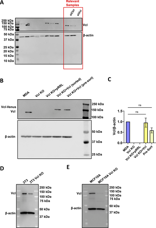 Representative western blots. (A) Representative western blot confirming Vcl knockdown in MDA-MB-231 cells expressing PercevalHR and pHRed probes, including a scrambled control (siCtrl) and siVcl. Relevant samples are outlined with a red box, and uncropped membrane is included to show the ladder. (B and C) Representative western blot and (C) quantification from three independent western blots confirming Vcl KO and rescue in MDA-MB-231 cells (N = 3). The Pre-Sort population refers to the Vcl KO cells transduced with Vcl-Venus before positively expressing Venus cells were sorted using FACS. Bar graph denotes the mean ± SEM. ns = not significant. (D) Representative western blot to confirm Vcl KO in NIH/3T3 cells. (E) Representative western blot to confirm Vcl KO in MCF10A cells. siVcl, siRNA targeting vinculin; FACS, fluorescence-activated cell sorting. Source data are available for this figure: SourceData FS1. Refer to the image caption for details.