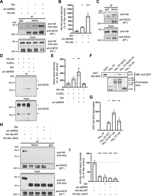 Abi physically interacts with Notch in an Ub-dependent manner. (A and B) Analysis of the Abi-Notch interaction by coimmunoprecipitation. S2N cells were transfected with HA-Abi cDNA with or without shi dsRNA, pretreated with 0.7 mM CuSO4 for 24 h, and further incubated in the presence and absence of S2S cells for 18 h. (A) Western blots of cell lysates (input) and anti-IgG or anti-NICD immunoprecipitates, probed with an anti-HA or anti-NICD antibody. (B) Quantification of HA-Abi levels in anti-NICD immunoprecipitates by densitometry. (C) Western blots of third instar larval lysates (input) and anti-IgG or anti-NICD immunoprecipitates, probed with an anti-Abi or anti-NICD antibody. (D) Ser-induced ubiquitination of Notch. Western blots of cell lysates (input) and anti-HA immunoprecipitates from S2N cells transfected with HA-Ub cDNA, with or without shi dsRNA treatment, probed with an anti-NICD antibody. Transfected cells were incubated in the presence or absence of S2S cells and CuSO4 for 18 h prior to western blotting. White and black arrowheads mark HA-Ub–modified full-length Notch and its breakdown product, respectively. (E) Quantification of cleaved Notch levels in anti-HA immunoprecipitates by densitometry. (F and G) Direct interaction between Abi and Notch in a Ub-dependent manner. Purified recombinant GST-Abi-SH3 was incubated with His6-TF, His6-TF-NICD, His6-TF-NICD-Ub, or His6-TF-Ub. (F) Western blot of His6 pull-downs probed with an anti-GST antibody (upper panel). The lower panel shows Coomassie blue staining of His6-TF proteins. (G) Quantification of GST-Abi-SH3 levels in His6 pull-downs by densitometry. (H and I) Analysis of the AbiΔSH3-Notch interaction. Cell lysates were prepared from S2N cells transfected with HA-Abi or HA-AbiΔSH3 cDNA, with or without shi dsRNA as in A. (H) Western blots of cell lysates (input) and anti-IgG or anti-NICD immunoprecipitates, probed with an anti-HA or anti-NICD antibody. (I) Quantification of HA-Abi and HA-AbiΔSH3 levels in anti-NICD immunoprecipitates by densitometry. Data represent the mean ± SEM. n = 3 independent experiments. Statistical analyses were performed using a one-way ANOVA with the Tukey–Kramer post hoc test (*P < 0.05; **P < 0.01; ***P < 0.001). Source data are available for this figure: SourceData F6.