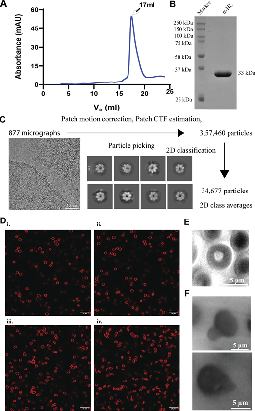 Characterization of purified recombinant toxin and cryo-EM analysis with HL-60 cells and α-HL–mediated effect on RBCs. (A) Size-exclusion chromatography profile of purified α-HL monomer. (B) SDS-PAGE of SEC-purified recombinant α-HL monomer. (C) Data processing pipeline of α-HL in the presence of HL-60 cells. (D) Toxin-incubated RBC sample was imaged under a confocal microscope at different time points: (i) just after toxin addition; (ii) starting point of membrane damage after 2 min; (iii) lysis initiation state after 5 min; and (iv) lysed cells after 10 min. The cell membranes (in red color) were stained using Nile red dye (λexcitation = 540 nm, λemission = 565–610 nm). (E) Control RBC. (F) Bright-field imaging of toxin-treated RBC showing protrusion from the membrane. Source data are available for this figure: SourceData FS1.