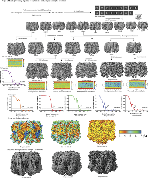 Cryo-EM data processing pipeline of α-HL heptamers obtained from prehemolytic RBC–α-HL complex. Source data are available for this figure: SourceData FS4.