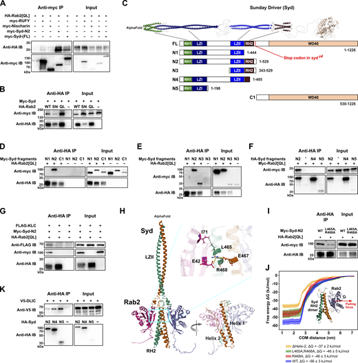 Syd binds active Rab2 via the RH2 domain and also binds kinesin-1 and dynein motors. Co-IP experiments performed on lysates from HEK cells transfected with constructs encoding epitope-tagged Drosophila proteins and MD simulation of the Syd:Rab2 interaction. (A) Myc-tagged full-length Syd and truncated Syd-N2 (Syd1-529) co-immunoprecipitate HA-tagged GTP-locked, constitutively active Rab2Q65L. In comparison, coprecipitation of HA-Rab2Q65L by myc-tagged dNischarin and RUFY is near background levels. (B) WT HA-Rab2 and HA-Rab2Q65L co-immunoprecipitate myc-Syd more efficiently than GDP-locked, inactive HA-Rab2S20N. (C) Structure of Syd. Top, expected structure of Syd homodimer assembled from three separate AlphaFold predictions. The WD40 domain of only one Syd monomer is shown. Bottom, schematic representation of the domain architecture of full-length Syd (isoform A, UniProt Q9GQF1) and of truncated Syd variants. (D and E) Co-IP of myc-tagged Syd fragments C1 and N1–N3 (shown in C) by HA-Rab2Q65L. Only myc-Syd-N2 and myc-Syd-N3, which contain the RH2 domain, coprecipitate with Rab2. (F) Co-IP of myc-Rab2Q65L by HA-tagged Syd fragments N2, N4, and N5. (G) FLAG-tagged Klc co-immunoprecipitates in complex with myc-Syd-N2 and HA-Rab2Q65L but not with HA-Rab2Q65L alone. (H) AlphaFold prediction of Syd LZII-RH2 (Syd359–526) dimer in complex with two copies of Rab2. Inset, R468 in Syd RH2 helix 1 is predicted to engage in ionic interactions with E42 in the Rab2 switch I region and E467 in the other RH2 monomer helix 1. L465 is predicted to engage in a hydrophobic interaction with Rab2 switch II I71. (I) Comparison of Co-IP of WT myc-Syd-N2 and mutant myc-Syd-N2L465A,R468A with HA-Rab2Q65L. (J) MD simulation. The Syd-RH2 dimer and one Rab2 moiety from the AlphaFold prediction in H were isolated in silico and pulled apart (the red arrow represents the pulling force direction) to estimate the free energy of the Rab2:Syd-RH2 binding. Free energy curves (mean and standard error, n = 10 for each curve) as a function of Rab2:RH2 center-of-mass distance were calculated for WT LZII-RH2 (blue), RH2L465A,R468A (green), RH2R468A (red), and RH2ΔHelix-2 (yellow), which was truncated after V504, removing the entire helix 2. (K) Co-IP of V5-tagged DLIC with HA-tagged Syd fragments N2, N4, and N5. Note the higher Co-IP efficiency for Syd-N4, where the C-terminal half of the RH2 domain (see Fig. S2 C) is absent, compared with Syd-N2, which has an intact RH2 domain. Source data are available for this figure: SourceData F2. Refer to the image caption for details.