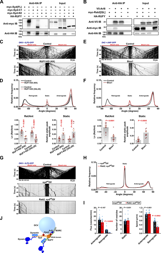 RUFY interacts with Syd, Arl8, and Rab2 and is required for axonal DCV transport. (A and B) Western blots of the indicated Co-IP eluates (∼40% eluate volume) and HEK cell lysates (∼1% reaction volume). A, HA-tagged RUFY co-immunoprecipitates myc-tagged full-length Syd and truncated Syd-C1 (Syd530-1226) containing only the C-terminal WD40 domain but not truncated Syd-N2 (Syd1-529) that lacks the WD40 domain. B, HA-RUFY co-immunoprecipitates V5-tagged Arl8, and co-expression of V5-Arl8 enhances Co-IP of myc-Rab2Q65L with HA-RUFY. (C) Representative kymographs showing transport of ILP2-GFP–positive DCVs in motor axons of control larvae and larvae subjected to motor neuron-specific knockdown of RUFY, driven by OK6-Gal4. Scale bar: 10 µm. (D) Top, directional distributions derived from C, averaged from the following number of larvae: control for RUFY-KD(KK) 9, RUFY-KD(KK) 7; control for RUFY-KD(VAL20) 10, RUFY-KD(VAL20) 12. Bottom, the logarithmic ratio of retrograde to anterograde peak amplitude and the relative static peak amplitude for the directional distributions at the top. In C and D, “KK” and “VAL20” refer to UAS-RNAi lines from the KK collection and the VALIUM20 vector-based collection, respectively. For simplicity, only KK line data are illustrated in C. (E) Representative kymographs showing transport of ANF-GFP–positive DCVs in motor axons of control and Blos1 larvae. Scale bar: 10 µm. (F) Top, directional distributions derived from E. Averages from 11 larvae are shown for both Control and Blos1. Bottom, the logarithmic ratio of retrograde to anterograde peak amplitude and the relative static peak amplitude for the directional distributions at the top. (G) Kymographs of transport of ILP2-GFP–positive DCVs in motor axons of control, sydz4/Df single mutant, and Rab2; sydz4/Df double mutant larvae. Scale bar: 10 µm. (H) Directional distributions derived from G, averaged from 16 sydz4/Df and 9 Rab2; sydz4/Df larvae. (I) Flux of dynamic vesicles, counts of static vesicles in the central unbleached region, and speed of dynamic vesicles in the sydz4/Df and Rab2; sydz4/Df mutants also shown in H. (J) Hypothetical model of the DCV dynein–dynactin recruitment complex, consisting of Syd and RUFY anchored to the vesicle by Rab2 and Arl8. Kinesin-1 bound by Syd and kinesin-3 regulated by Arl8-BORC are omitted. It is uncertain if RUFY can recruit and activate dynein–dynactin. Bar graphs in D, F, and I represent the mean + SEM and were analyzed with Student’s t test. For conversion of angles in D, F, and H to DCV velocities, see Fig. 3 B. All data are from third instar larvae. Results in E and F represent reanalysis of data published earlier (Lund et al., 2021). Source data are available for this figure: SourceData F5. Refer to the image caption for details.