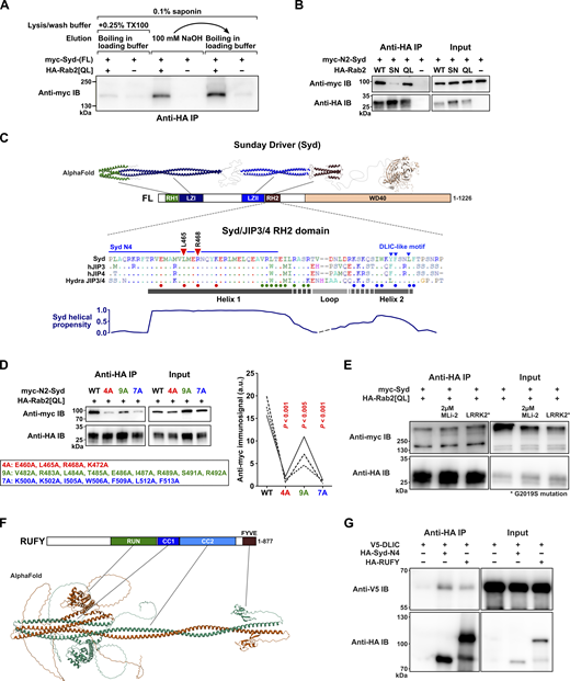 Additional details of the Rab2-Syd Co-IP interaction, the predicted structure of RUFY, and RUFY-DLIC Co-IP results. (A) Co-IP experiment performed on lysates from HEK cells transfected with constructs encoding epitope-tagged Drosophila proteins, illustrating the detergent sensitivity of the Rab2Q65L:Syd interaction. Western blot of eluates probed against myc showing coprecipitation of myc-Syd in the presence (lanes 1, 3, and 5) or absence (lanes 2, 4, and 6) of HA-Rab2Q65L when immunoprecipitating against HA. In lanes 1–2, the experiment was performed in the presence of 0.1% saponin and 0.25% Triton X-100, and proteins were eluted from the anti-HA beads by boiling in SDS-PAGE loading buffer. In lanes 3–4, the experiment was performed only in the presence of 0.1% saponin, and proteins were eluted with 100 mM NaOH. In lanes 5–6, the same anti-HA beads that were eluted with 100 mM NaOH were boiled in SDS-PAGE loading buffer to elute the remaining protein. (B) Co-IP of myc-Syd-N2 by HA-Rab2, HA-Rab2S20N, and HA-Rab2Q65L. Compared with the experiment using full-length myc-Syd shown in Fig. 2 B, the amount of transfecting DNA-encoding HA-Rab2S20N was increased to match the higher expression levels of HA-Rab2 and HA-Rab2Q65L. (C) Top, expected structure of Syd homodimer assembled from three separate AlphaFold predictions mapped onto the domain architecture of Syd. Middle, alignment of the RH2 domain from Drosophila Syd, human JIP3 and JIP4, and the cnidarian (Hydra vulgaris) JIP3/4 ortholog. Small dots in alignment indicate residue identity to Syd-RH2. The predicted locations of Helix 1, Helix 2, and the intervening loop from the AlphaFold model in Fig. 2 H are shown together with a helical propensity estimation (bottom). Also indicated are the location of the residues mutated to alanines in D (large colored dots below alignment) and Fig. 2 I (red triangles), the C-terminal extent of the Syd-N4 (Syd1-485) truncation, and the partially conserved DLIC-like motif involved in autoinhibition (Singh et al., 2024). (D) Left, Co-IP of WT myc-Syd-N2 and three different sets of myc-Syd-N2 alanine substitution mutants by HA-Rab2Q65L. The position of the mutations is indicated in C. Right, Quantification of the anti-myc immunosignal from eluted WT and mutated myc-Syd-N2 (n = three independent experiments). ANOVA, followed by Tukey’s test. (E) The effect of different levels of LRRK2 activity on Co-IP of full-length myc-Syd by HA-Rab2Q65L. Endogenous HEK cell LRRK2 activity was inhibited by treatment of cells with 2µM MLi-2 for 2 h before lysis, or increased by co-transfection with a constitutively active LRRK2G2019S mutant. (F) Structure of an RUFY dimer predicted using AlphaFold 3, and the RUFY domain architecture. (G) Co-IP of V5-tagged DLIC with HA-tagged Syd-N4 (Syd1-485) and RUFY. Source data are available for this figure: SourceData FS2.