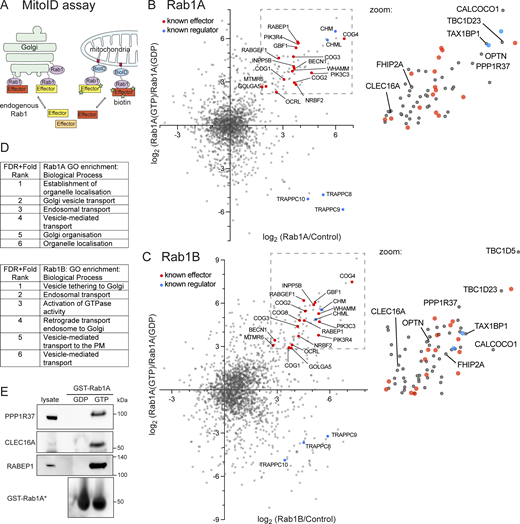 Rab1A and Rab1B MitoID identifies novel Rab1 effectors. (A) Schematic of the Rab1-MitoID approach in which Rab1 is fused to the promiscuous biotin ligase BirA* and a mitochondrial localization signal from monoamine oxidase (depicted in red), resulting in the relocalization of Rab1 to the mitochondrial membrane. Rab1 interactors will be efficiently biotinylated, while other Golgi proteins and Rab interactors are not. (B) Two-dimensional plot comparing the enrichment of proteins biotinylated by Rab1A-MitoID vs control (BirA alone), plotted against the enrichment of proteins biotinylated with GTP-locked Rab1A (QL) vs GDP-locked Rab1A (SN). For the x axis, the value plotted is that for the nucleotide form of Rab1 that gave the greatest fold change over background. For clarity, Rab1A itself is not shown, as it is part of the BirA* construct. Known effectors and regulators are indicated, with known effectors being enriched in the upper right quadrant. Zoomed regions to the right show a region demarcated by well-enriched known effectors with novel proteins of note identified. For all protein identities and enrichment values see Table S1. (C) as for (B) except with Rab1B rather than Rab1A. (D) Overrepresented GO terms for biological process of the proteins within the regions demarcated by known effectors shown in B and C with the known effectors removed. Ranking is by the summed FDR and enrichment rank. (E) Immunoblots of binding to GST-Rab1A–coated beads of the indicated proteins from HEK293A cell lysates. Rab1A was either Q70L (GTP) or S25N (GDP). The known Rab1 effector RABEP1 (rabaptin-5) is included as positive control (Valsdottir et al., 2001). Source data are available for this figure: SourceData F1. Refer to the image caption for details.