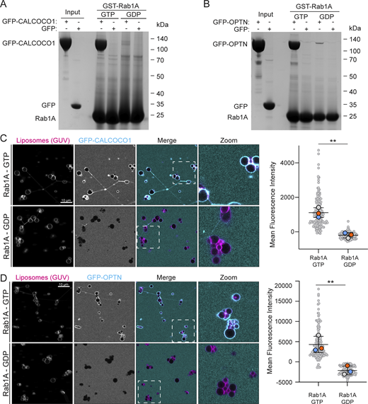 Rab1A-GTP binds directly to CALCOCO1 and OPTN. (A and B) Coomassie gels showing in vitro binding to GST-Rab1A–coated beads of either purified GFP-CALCOCO1 (A) or GFP-OPTN (B), with GFP as a negative control. Rab1A was in GTP- or GDP-locked forms as indicated. (C and D) GUV-binding assay using GTP- or GDP-locked Rab1A on the GUV with applied GFP-CALCOCO1 (C) or GFP-OPTN (D). Each large datapoint in the graph depicts the average mean fluorescence intensity of GFP-CALCOCO1 or GFP-OPTN on a selection of GUV membrane and represents an independent experiment (n = 3), with smaller gray datapoints representing all the technical replicates (AU, arbitrary units). The mean ± SD is indicated. **P < 0.01 (unpaired t test). Source data are available for this figure: SourceData F3. Refer to the image caption for details.