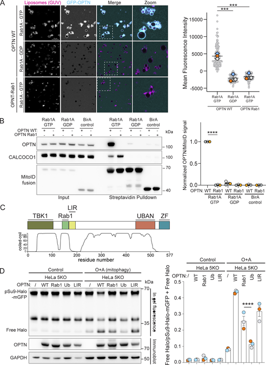 The Rab1A–OPTN interaction is required for mitophagy. (A) GUV-binding assay using GTP- or GDP-locked Rab1A bound to GUVs before applying GFP-OPTN WT or Rab1-binding mutant. Each large datapoint in the graph depicts the average mean fluorescence intensity of GFP-OPTN WT or Rab1-binding mutant on a selection of GUV membrane and represents an independent experiment (n = 3), with smaller gray datapoints representing all the technical replicates (AU, arbitrary units). The mean ± SD is indicated. ***P < 0.001 (one-way ANOVA with Tukey’s multiple comparisons test). (B) Representative immunoblot of Rab1 interactors following MitoID in HEK293A cells where Rab1A MitoID constructs (detected using anti HA) and 3xFlag-OPTN proteins (detected using anti Flag) were transiently expressed. Endogenous CALCOCO1 was used as a positive control. Each datapoint in the graph represents the normalized ratio between the OPTN and MitoID construct immunoblot intensities and depicts an independent experiment (n = 3). The mean ± SD is indicated. ****P < 0.0001; (one-way ANOVA with Dunnett’s multiple comparisons test). (C) Schematic of the overall structure of OPTN, with different binding regions annotated (TBK1, TBK1-binding domain; Rab1, the Rab1-binding domain; LIR, LC3 interacting-region; UBAN, ubiquitin-binding domain in ABIN proteins and NEMO; ZF: zinc finger domain). The predicted coiled-coil regions of OPTN are also illustrated as predicted by MARCOIL (Delorenzi and Speed, 2002). (D) Representative immunoblot and in-gel fluorescence analysis of cell lysates of pentaKO HeLa cells stably expressing pSu9-HaloTag-mGFP and Parkin and either mock transfected (/) or expressing OPTN WT, or the mutant constructs OPTN Rab1, OPTN Ub (unable to bind ubiquitin), or OPTN LIR (unable to bind ATG8/LC3 family proteins). To assay mitophagy, cells were pulse-labelled with 100 nM TMR HaloTag ligand and incubated in medium containing 1 μM oligomycin and 5 μM antimycin for 24 h to induce mitophagy (O + A). Each datapoint in the bar graph is an independent experiment representing the normalized ratio between the free HaloTag and the combined pSu9-HaloTag-mGFP + free HaloTag fluorescence intensities (n = 3). The mean ± SD is indicated. ****P < 0.001 (one-way ANOVA with Tukey’s multiple comparisons test). Source data are available for this figure: SourceData F5. Refer to the image caption for details.