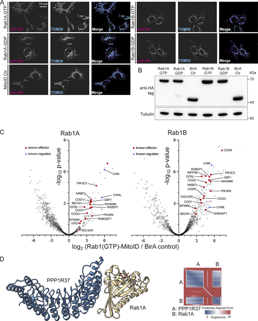 Expression, localization, and activity of Rab1 MitoID constructs. (A) Confocal images of HEK293A cells expressing the indicated Rab1 MitoID constructs, in addition to the BirA control construct. Cells were stained for the HA tag in the MitoID constructs and the mitochondrial protein Tom20. Both Rab1A and Rab1B contain mutations that lock them in a either a GTP- or GDP-bound form (QL or SN, respectively). (B) Representative immunoblot showing comparable expression levels of all MitoID constructs used in the proteomics study. (C) Volcano plots comparing the abundances of biotinylated proteins obtained with MitoID of GTP-locked Rab1A or Rab1B (Rab1A Q70L; Rab1B Q67L) vs BirA alone negative control. Rab1 itself is not shown, and known effectors and regulators are indicated. (D) Structure of the Rab1A:GTP:Mg2+:PPP1R37 complex as predicted by AlphaFold 3, with accompanying PAE plot. Source data are available for this figure: SourceData FS1. Refer to the image caption for details.