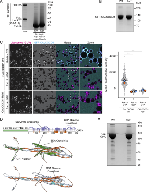 Characterization of Rab1 binding to the FHF complex and CALCOCO1. (A) Coomassie gel showing an in vitro–binding assay using beads coated with GST-Rab1A and purified FHF complex containing FHIP2A. Both GTP- and GDP-locked Rab1A proteins were used as indicated. (B) Representative Coomassie blue–stained gel showing expression of either WT or Rab1-binding mutant GFP-CALCOCO1. Proteins were purified from the same amount of starting material, and equal protein amounts were loaded on the gel. (C) GUV-binding assay using GTP- or GDP-locked Rab1A bound to GUVs before applying GFP-CALCOCO1 WT or Rab1-binding mutant. Each large (colored) datapoint in the graph depicts the average mean fluorescence intensity of GFP-CALCOCO1 WT or Rab1-binding mutant on a selection of GUV membrane and represents an independent experiment (n = 3), with smaller gray datapoints representing all the technical replicates (AU, arbitrary units). The mean ± SD is indicated. ***P < 0.001 (one-way ANOVA with Tukey’s multiple comparisons test). (D) Sulfo-NHS-diazarine (SDA) intra-protein and dimer cross-links (purple and orange lines) mapped onto the AlphaFold 3 predicted structure of the OPTN homodimer. Intra-protein cross-links mapped onto the structure are pictured as a green dashed line; dimer cross-links are pictured as a cyan dashed line. (E) Representative Coomassie blue–stained gel showing expression of either WT or Rab1-binding mutant GFP-OPTN. Proteins were purified from the same amount of starting material, and equal protein amounts were loaded on the gel. Source data are available for this figure: SourceData FS2. Refer to the image caption for details.