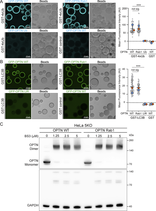 Mutation of the Rab1-binding site in OPTN does not affect its dimerization or binding to LC3 or ubiquitin. (A) Micrographs of beads coated with GST-4×ubiquitin (GST-4xUb) and incubated with either 1 μM GFP-OPTN (WT) or versions with mutations in the Rab1 or ubiquitin-binding sites. Each large datapoint in the bar graph depicts the average mean fluorescence intensity on a selection of beads and represents an independent experiment (n = 3), with smaller gray datapoints representing all the technical replicates (AU, arbitrary units). The mean ± SD is indicated. ***P < 0.001 (one-way ANOVA with Tukey’s multiple comparisons test). (B) Micrographs of beads coated with GST-LC3B and incubated with either 1 μM GFP-OPTN (WT) or versions with mutations in the Rab1 or LC3 (LIR)-binding sites. Each large datapoint in the bar graph depicts the average mean fluorescence intensity on a selection of beads and represents an independent experiment (n = 3), with smaller gray datapoints representing all the technical replicates (AU, arbitrary units). The mean ± SD is indicated. ***P < 0.001 (one-way ANOVA with Tukey’s multiple comparisons test). (C) Immunoblot of cell lysates of pentaKO HeLa cells stably expressing WT OPTN or the OPTN Rab1-binding mutant (representative of three repeats). Lysates were incubated with increasing concentrations of the cross-linker bis(sulfosuccinimidyl)suberate (BS3) at RT and quenched at 50 mM Tris-HCl prior to SDS-PAGE and blotting. With cross-linker, OPTN dimers are readily detected. GAPDH is a loading control and a negative control as it does not readily dimerize. Source data are available for this figure: SourceData FS3. Refer to the image caption for details.