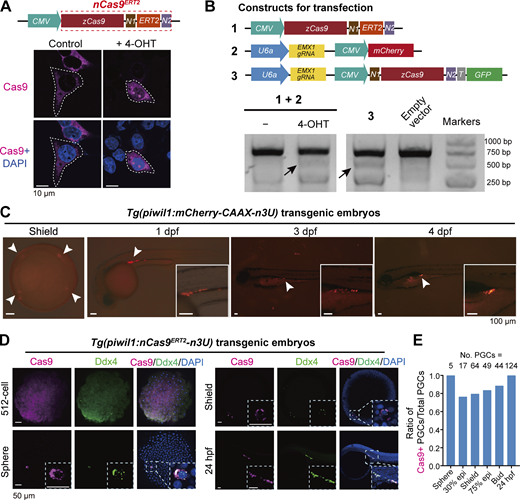 Nuclear translocation and gene editing effectiveness of nCas9ERT2. (A) 4-OHT–induced nuclear translocation of nCas9ERT2 in human HEK293T cells. Cells were transfected with an expression construct (top) and immunostained with Cas9 antibody and DAPI staining (bottom). The images shown were representative images with Cas9-positive cells outlined by the dashed line. N1, SV40 NLS; N2, nucleoplasmin NLS. (B) Gene editing effectiveness of 4-OHT–induced nCas9ERT2 in HEK293T cells. Endogenous EMX1 was the target. Top, compositions of constructs with designated numbers for transfection (T, T2A); bottom, gel electrophoretic image showing T7E1 assay outcome of EMX1 locus. The mutant band was indicated by arrows. (C) The indicated transgenic embryos express mCherry specifically in PGCs (indicated by arrowheads), confirming the PGC specificity of the zebrafish piwil1 promoter. Inserts showed arrowhead-pointed areas. (D) Expression pattern of nCas9ERT2 in indicated transgenic embryos at different stages. Embryos were immunostained with Cas9 and Ddx4 (a PGC-specific marker) antibodies plus DAPI staining. Note that Cas9 started to be specifically expressed in PGCs from the sphere stage onward. Inserts showed enlarged areas harboring PGCs. (E) Bar plot showing the ratios of Cas9-positive PGCs (Ddx4 and Cas9 double-positive cells) to total PGCs (Ddx4-positive cells) in Tg(piwil1:nCas9ERT2-n3U) embryos we analyzed in at least three replicates. No. PGCs, the number of PGCs at each stage. Source data are available for this figure: SourceData F1.