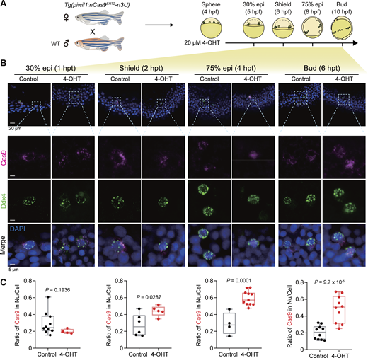 4-OHT–induced nuclear translocation of PGC-specific nCas9ERT2in transgenic zebrafish embryos. (A) Schematics showing the mating strategy and 4-OHT treatment of embryos. (B) Immunostaining results for Cas9 (magenta) and Ddx4 (green) with nuclei stained by DAPI before and after 4-OHT treatment. The dashed boxes in the first row were enlarged and shown in the three lower rows. (C) Box plots showing the ratio of Cas9 (magenta) signal intensity in the nucleus to total PGCs (mean ± SD). Nu, nucleus. Each independent data point represents a PGC. The numbers of PGCs in control groups at 30% epi, shield, 75% epi, and bud stages are 10, 6, 4, and 10, respectively, while the numbers of PGCs in 4-OHT–treated groups at each stage are 4, 5, 11, and 10. P values of the t test (unpaired, two-sided) were also labeled. Source data are available for this figure: SourceData F2. Refer to the image caption for details.