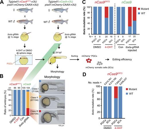 Specificity and editing efficiency of the nCas9ERT2system. (A) Schematics of experimental procedures. Tg(piwil1:nCas9ERT2-n3U) (left) or Tg(piwil1:nCas9-n3U) (right) transgenic females were crossed to WT males, which produced embryos with maternal expression of inducible nCas9ERT2 or non-inducible nCas9, respectively. (B) Left, bar chart showing the ratio of different morphological types of tbxta-gRNA–injected 4-OHT– or DMSO-treated nCas9ERT2 embryos and nCas9 embryos at 24 hpf. n, the number of embryos. Right, morphology of representative embryos in each class. The boxed areas of notochord were enlarged. (C) Mutation rate of the tbxta locus in mCherry-positive PGCs or mCherry-negative SCs in different groups at 24 hpf. A region in the tbxta locus was amplified and cloned, followed by sequencing individual clones. N, number of sequenced clones. (D) Bar chart showing the mutation rate of the tbxta locus in mCherry-positive PGCs or mCherry-negative SCs in tbxta-gRNA–injected 4-OHT– or DMSO-treated nCas9ERT2 embryos at 24 hpf, calculated with NGS results. No. reads, the number of aligned reads per target site. Source data are available for this figure: SourceData F3. Refer to the image caption for details.