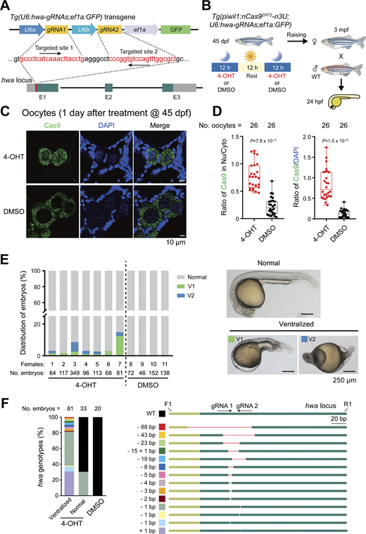 4-OHT–induced hwa mutations in GCs of young females. (A) Zebrafish hwa locus and hwa-gRNAs transgene structures. E1–E3, exons; gray bars, UTR. (B) Procedure for 4-OHT treatments of the double transgenic young fish and subsequent mating and embryonic analysis. Moon, night; Sun, daytime. (C) Immunostaining of Cas9 (green) and nuclei stained by DAPI (blue) in ovaries within the 4-OHT– or DMSO-treated females at 45 dpf. (D) Box plots showing the ratio of Cas9 (green) signal intensity in the nucleus to the cytoplasm of oocytes (left, mean ± SD), and the signal intensity ratio of Cas9 (green) to DAPI (blue) in the nucleus of oocytes (right, mean ± SD). Nu, nucleus. Cyto, cytoplasm. No. oocytes, the number of oocytes. P values of the t test (unpaired, two-sided) were also labeled. (E) The ratio of ventralized embryo types (left bar graph) and morphology of representative embryos at 24 hpf (right). Females: the serial number of treated transgenic females. No. embryos, the number of embryos produced by the corresponding females. (F) Left, bar chart showing the proportion of different mutated hwa genotypes. No. embryos, the number of embryos. Right, schematic showing different mutated genotypes of the hwa allele in the ventralized embryos. The light green boxes indicated the UTR of hwa, and the dark green boxes indicated the exons of hwa. Red lines and blue rectangles represented deletions and insertions, respectively. F1 and R1 are the forward and reverse genotyping primers of the hwa target site. Source data are available for this figure: SourceData F4.
