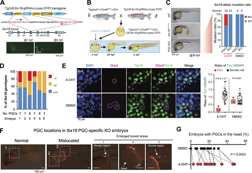 PGC-specific mutation of tbx16 affects migration. (A) Genomic structure of the zebrafish tbx16 locus and generation of tbx16-gRNAs expressing stable germline. The direction of gRNA recognition sequences was indicated by arrows. E1–E9, exons; gray areas, UTRs. The low panel showed the transgenic embryos with CFP expression in the lens at 2 dpf but not at 1 dpf. (B) Procedures to obtain embryos expressing nCas9ERT2 and tbx16-gRNAs and to treat the embryos. (C) Left, morphology of WT, tbx16 whole-body knockout mutant (tbx16tsu-G115) embryos, and Tg(piwil1;nCas9ERT2-n3U;U6:tbx16-gRNAs;cryaa:CFP) embryos treated with 4-OHT at the sphere stage (PGC-KO). Right, bar chart showing genotypes of PGCs and SCs in DMSO and 4-OHT–treated groups at 24 hpf. Nclone, the number of monoclones for Sanger sequencing. (D) Ratio of PGC genotypes in PGC-KO embryos as in B. Individual PGCs were isolated from individual 4-OHT–treated Tg(piwil1;nCas9ERT2-n3U;piwil1:mCherry-CAAX-n3U;U6:tbx16-gRNAs;cryaa:CFP) embryos at 2 dpf and subjected to amplification, cloning, and sequencing of the tbx16 target region, allowing identification of each PGC’s genotype. −/−, two mutant alleles; +/−, one mutant allele; +/+, two WT alleles. No. PGCs, the number of PGCs within the corresponding embryos. Embryo: the serial number of 4-OHT–treated transgenic embryos. (E) Left, immunostaining results of Tbx16 (green) and Ddx4 (magenta) with nuclei stained by DAPI (blue) in 4-OHT– or DMSO-treated embryos from the sphere stage. Scale bar, 10 μm. Right, box plot showing the statistical results of the ratio of Tbx16 signals to DAPI in PGCs and SCs in either 4-OHT– or DMSO-treated embryos (mean ± SD). Each independent data point represents a cell. The numbers of PGCs and SCs in the 4-OHT–treated group are 20 and 31, respectively, while the numbers of PGCs and SCs in the control group are 18 and 27. P values of the t test (unpaired, two-sided) were also labeled. (F) Examples of PGC locations in 24 hpf embryos. The boxed areas in the left panel were enlarged in the right panels. In the second boxed area, PGCs were apparently mislocated in the head region. (G) Ratio of embryos with PGCs in the head in 4-OHT–treated embryos (as shown in F) and DMSO-treated control embryos. Each independent data point represents an independent experiment, totaling 15 times. P values of the t test (paired, two-sided) were also labeled. Source data are available for this figure: SourceData F5. Refer to the image caption for details.