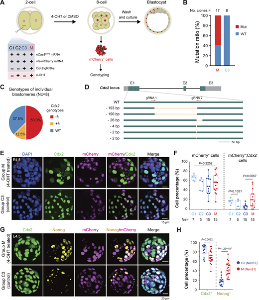 Mutation of Cdx2 in selected blastomeres in mouse early embryos using inducible nCas9ERT2. (A) Experimental procedure. Different combinations (groups C1–C3 and M) of indicated reagents were injected into one blastomere of 2-cell stage embryos. (B) Mutation ratios of Cdx2 alleles in mCherry+ cells of Group M or Group C3 embryos at the 8-cell stage. A Cdx2 region, including gRNA target sites, was amplified from pooled cells and cloned for sequencing. The number of sequenced clones was indicated. Mut, mutant alleles; WT, WT allele. (C) Ratios of cells with specific Cdx2 genotypes in group M embryos. The mCherry+ cells were isolated and genotyped individually. −/−, two mutant alleles; +/−, one mutant allele; WT, two WT alleles. Nc, the number of genotyped cells. (D) Structure of WT and mutant alleles as revealed in C. E1–E3, exons; gray, UTRs; arrows, direction of gRNA recognition sites; orange line, deleted region. (E and F) Representative immunofluorescent images of Cdx2 and mCherry expression (E) and ratio of cells with or without indicated markers (F) in different groups of blastocysts at E4.5, shown as (mean ± SD). (G and H) Representative immunofluorescent images of Cdx2, Nanog, and mCherry expression (G) and ratio of cells with Cdx2 or Nanog expression (H) in group M or C3 blastocysts at E4.5, shown as (mean ± SD). In F and H, the denominator was the total number of cells in individual blastocysts; P values of one-way ANOVA in the left of (F) and t test (unpaired, two-sided) in other boxplots in F and H were indicated; Ne, the number of blastocysts. Source data are available for this figure: SourceData F6.