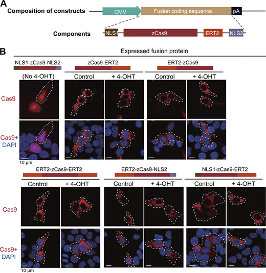 The nuclear translocation ability of Cas9 protein expressed in HEK293T cells. (A) General structure of transfection constructs. CMV, cytomegaloviral promoter; zCas9, Cas9 with codon optimization for the zebrafish; ERT2, human estrogen receptor with three missense mutations (G400V/M543A/L544A) in the ligand-binding domain; NLS1, SV40 nuclear localization signal; NLS2, nucleoplasmin NLS; pA, polyadenylation signal. (B) Nuclear translocation ability of different Cas9 fusion proteins with or without 4-OHT treatment. The transfected cells were immunostained with Cas9 antibody plus DAPI staining for nuclei 24 hpt. The top of each group of images showed the schematic structure of the Cas9 fusion protein. Source data are available for this figure: SourceData FS1. Refer to the image caption for details.