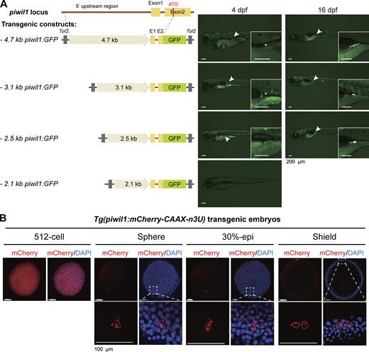 GC specificity of the zebrafish piwil1 promoter. (A) Identification of a shorter piwil1 promoter with GC specificity. Left, Tol2 transposon–based construct structures; right, representative GFP expression patterns in zebrafish larvae after injection with corresponding constructs. GFP was observed under fluorescent dissection microscopy. Note that the 2.5-kb piwil1 promoter retained GC-specific transcription activity and was used subsequently. (B) A transgenic line with GC-specific expression of membrane-localizing mCherry driven by the 2.5-kb piwil1 promoter. CAAX, cell membrane localizing signal; n3U, 3′ UTR of the zebrafish nanos3 gene. Note that mCherry was ubiquitously expressed at the 512-cell stage but became restricted to PGCs thereafter. The boxed areas in the top panel were enlarged in the lower panel. Source data are available for this figure: SourceData FS2.