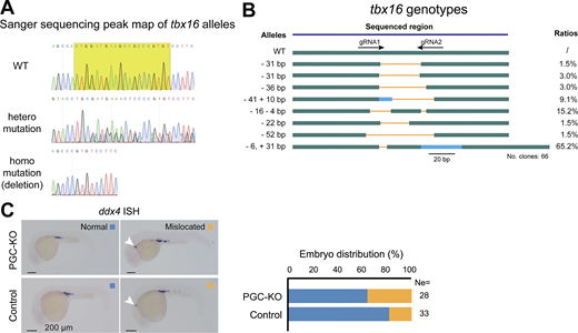 Mutation efficiency of tbx16 alleles in PGCs. (A) Sanger sequencing peak maps showing different mutation types of tbx16 alleles (WT, heterozygous mutation, and homozygous mutation). The shadow yellow box indicates the tbx16 target site. (B) Allelic mutant types and ratios. Green, WT sequence; gray, UTRs; orange line, deleted region; blue, inserted region. (C) ISH-detected ddx4 expression in control and tbx16 PGC-KO embryos at 24 hpf. The box plot showing the ratios of normal and mislocated PGCs in control and PGC-KO embryos. Ne, number of embryos. Source data are available for this figure: SourceData FS4.