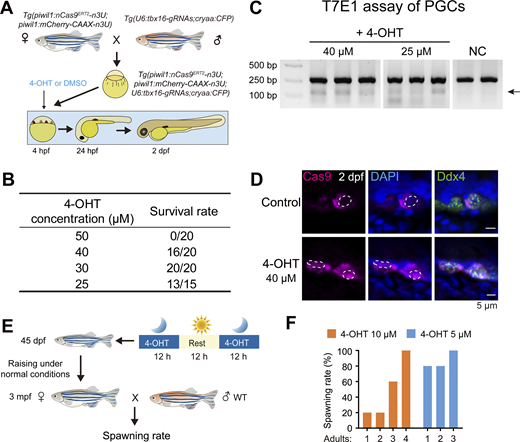 4-OHT dosing selection for embryos and adults. (A) Schematic showing the 4-OHT treatment strategy on embryos. (B) Table showing survival rates of embryos treated with different concentrations of 4-OHT from the sphere stage to 2 dpf. (C) Gel electrophoretic image showing the T7E1 assay outcome of the tbx16 locus. The mutant band was indicated by the arrow. NC, negative control. (D) Immunostaining of Cas9 (magenta) and nuclei stained by DAPI (blue) in PGCs within the DMSO or 40 μM 4-OHT–treated embryos at 2 dpf. (E) Schematic showing the 4-OHT treatment strategy on 45 dpf females and detection of spawning rates. (F) Bar chart showing the spawning rates of adults treated with 10 and 5 μM 4-OHT at 45 dpf. Adults: The serial number of treated transgenic zebrafish. Source data are available for this figure: SourceData FS5. Refer to the image caption for details.