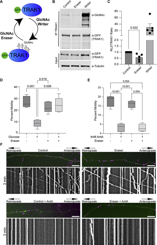 De-GlcNAcylation of TRAK1 does not restore motility to AntA-arrested mitochondria. (A) O-GlcNAc writer/eraser system consists of two engineered enzymes, an OGT and an O-GlcNAcase. Each enzyme is linked to a GFP nanobody that, when transfected into cells, can selectively target a GFP-tagged protein to add or remove O-GlcNAc. (B) O-GlcNAc writer and eraser can add and remove O-GlcNAc from GFP-tagged hTRAK1. GFP-hTRAK1 and the components of the O-GlcNAc writer or/eraser system were co-expressed in HEK293T cells. GFP-hTRAK1 was then immunoprecipitated using an anti-TRAK1 antibody. Immunoprecipitates and lysates were blotted and then probed with anti-RL2 (an antibody that recognizes O-GlcNAcylations), anti-GFP, and anti-tubulin. (C) Quantification of TRAK1 GlcNAcylation from blots as in B. n = 5 independent transfections per condition. (D) O-GlcNAC eraser prevents the mitochondrial arrest caused by 3 h of elevated glucose. Hippocampal neurons expressing GFP-hTRAK1, the O-GlcNAc eraser, mito-dsRED, and mNeonGreen were cultured in 5 mM glucose medium until DIV13. On DIV13, cultures were shifted for 3 h to 25 mM glucose medium or 25 mM sorbitol and then imaged for quantification of mitochondrial motility. n = 7–10 axons per treatment from five independent animals. (E) Quantification of mitochondrial motility after 4 nM antimycin treatment in hippocampal cultures expressing GFP-hTRAK1 and the O-GlcNAc eraser system. Cells were incubated for 2 h with 4 nM AntA, and imaging was done on DIV8–10. O-GlcNAc eraser did not prevent the AntA-induced arrest. n = 6–10 axons per treatment from four independent animals. (F) Example kymographs of mitochondrial movement in axons as in E. Mitochondria are magenta, and axons are green. For all images, scale bars = 20 μm, bars on boxplots show the 10–90th percentile, and error bars on bar graphs show the SEM. The P value for C was calculated by performing two-tailed, unpaired t tests with Welch’s correction. For D and E, P values were calculated by performing a blocked one-way ANOVA with Tukey’s multiple comparison correction. Only P values ≤0.05 are shown. Source data are available for this figure: SourceData F4.