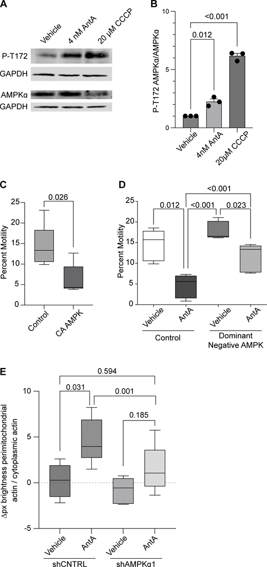 AMPK is activated by ETC inhibition. (A) Representative western blot of cortical neuron lysates was probed with an antibody specific for phospho-threonine 172 of AMPK and with anti-GAPDH. On a separate blot, the same lysates were probed with anti-AMPK and anti-GAPDH. Cultures were treated with ETC inhibitors for the indicated times and concentrations. (B) Quantification of replicate blots from cultures treated as described in A. n = lysates from three independent animals. (C) Quantification of mitochondrial motility in hippocampal cultures expressing constitutive active AMPK (CA-AMPK) or empty vector control, as well as mito-dsRED and meGFP. n = 7–10 axons per treatment from five independent animals. (D) Quantification of mitochondrial motility in hippocampal cultures expressing dominant negative AMPK (DN-AMPK) or empty vector control, as well as mito-dsRED and meGFP. DIV8–10 cultures were treated with 4 nM AntA or vehicle for 1 h and then imaged. n = 7–10 axons per treatment from five independent animals. (E) Quantification of the effects of a 4-day AMPKα1 knockdown on mitochondria-associated actin. Fibroblasts were cultured in galactose media to increase dependence on ETC function and then treated for 1 h with 40 nM AntA or vehicle. F-actin and mitochondria were visualized by live imaging using GFP-F-tractin and mito-mRaspberry and expressed either control or AMPKα1 shRNAs. shRNA constructs also expressed a nuclear-targeted iRFP (NLS-iRFP), and only cells expressing the NLS-iRFP signal were analyzed. n = 10–14 cells were imaged from 5 independent biological repeats. For all graphs, bars on boxplots show the 10–90th percentile, and error bars on bar graphs show the SEM. The P value for B was calculated by performing a blocked one-way ANOVA with Dunnett’s T3 multiple comparison correction. The P value for C was calculated by performing a two-tailed, unpaired t test with Welch’s correction. A blocked ANOVA was performed with Tukey’s multiple comparison correction for D and E. Only P values ≤0.05 are shown for D, and select comparisons are shown for E. Source data are available for this figure: SourceData F5. Refer to the image caption for details.
