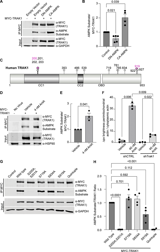 AMPK phosphorylates TRAK1. (A) MYC-tagged hTRAK1, as well as an empty vector, constitutive active AMPK (CA-AMPK), or dominant negative AMPK (DN-AMPK), was co-expressed in HEK293T cells. MYC-hTRAK1 was then immunoprecipitated using an anti-MYC antibody. Immunoprecipitates and lysates were blotted and then probed for phosphorylated AMPK substrate, anti-MYC, and GAPDH immunoreactivity. (B) Quantification of the phosphorylated AMPK substrate epitope normalized to anti-MYC levels from western blots as in A. n = 5 independent transfections per condition. Note that an outlier with a value of 9.5 AMPK substrate/MYC-TRAK signal was removed from the CA-AMPK treatment column, as well as the statistical analysis (this column thus contains 4 data points). (C) Schematic of the hTRAK1 phosphorylation sites. Mass spectrometry was performed on MYC-hTRAK1 expressed in HEK293T with CA-AMPK or DN-AMPK and then immunoprecipitated using an anti-MYC antibody. Immunoprecipitates were run on an acrylamide gel, and a ∼1 cm2 band of ∼100 KD was excised and used for mass spectrometry. Any site identified in the CA-AMPK samples is marked with a balloon. Magenta balloons are those that match the AMPK consensus sequence. The illustration was made with the IBS 2.0 online illustration tool using the Q9UPV9 UniProt human TRAK1 amino acid sequence (Xie et al., 2022). Predicted coiled-coil domains (CC1, CC2) and the OBD are indicated. (D) MYC-hTRAK1 was expressed from an hSYN1 promoter in cortical neuron cultures that were treated with 4 nM AntA or vehicle for 2 h. Anti-MYC immunoprecipitates and lysates were blotted and probed for phosphorylated AMPK substrate, MYC, and HSP90 immunoreactivity. (E) Quantification of TRAK phosphorylation in immunoprecipitates as in D. n = 3 cortical neuron cultures from three independent animals. (F) Quantification of perimitochondrial actin to assess the effects of a 3-day TRAK1 knockdown. Fibroblasts were cultured in galactose media to increase dependence on ETC function and then treated for 1 h with 40 nM AntA or vehicle. F-actin and mitochondria were visualized using GFP-F-tractin and mito-mRaspberry and expressed either nontargeting control or TRAK1 shRNAs. N = 11–17 cells per repeat from 3 independent animals (G) MYC-hTRAK1 with the indicated mutations of phosphorylation sites or with all 5 sites mutated (quintuple) was expressed in HEK293T cells co-expressing CA-AMPK. Anti-MYC immunoprecipitates and lysates were blotted and probed for phosphorylated AMPK substrate, MYC, and GAPDH immunoreactivity. (H) Quantification of G. n = 4 independent transfections per condition. For all graphs, bars on boxplots show the 10–90th percentile, and error bars on bar graphs show the SEM. The P values for B and H were calculated by performing a blocked one-way ANOVA with Dunnett’s T3 multiple comparison correction. The P values for F were calculated by performing a blocked one-way ANOVA with Tukey’s multiple comparison correction. Select P values are shown. P values for E were calculated by performing two-tailed, unpaired t tests with Welch’s correction. OBD, OGT-binding domain. Source data are available for this figure: SourceData F6. Refer to the image caption for details.