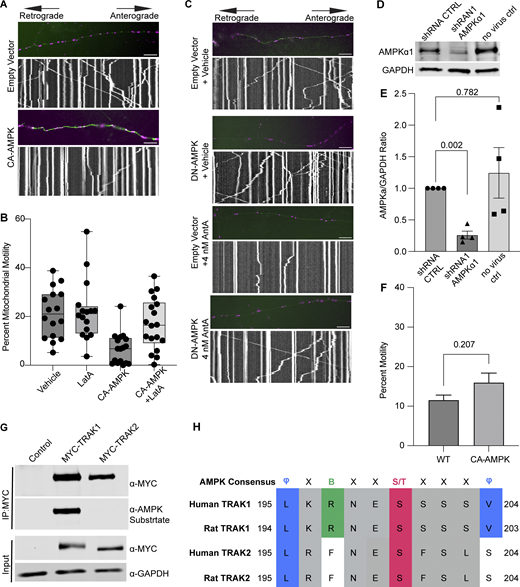 Controls supporting a model in which AMPK regulates mitochondrial movement by phosphorylating TRAK1. (A) Representative images and kymographs of data quantified in Fig. 5 C. Briefly, time-lapse images were acquired to measure mitochondrial motility in hippocampal cultures expressing constitutive active AMPK (CA-AMPK) or empty vector control, as well as mito-dsRED and meGFP. Mitochondria are magenta, and axons are green. (B) Quantification of mitochondrial motility in hippocampal cultures expressing constitutive active AMPK (CA-AMPK) or empty vector control. The cultures were treated for 4 h with 5 µM LatA or vehicle. n = 7–10 axons per treatment from 2 independent animals. The bars on each boxplot represent the min to max values. (C) Representative images and kymographs of data quantified in Fig. 5 D. Briefly, time-lapse images were acquired to measure mitochondrial motility in hippocampal cultures expressing dominant negative AMPK (DN-AMPK) or empty vector control, as well as mito-dsRED and meGFP. Neuron cultures were treated with 4 nM AntA or vehicle for 1 h and then imaged. Mitochondria are magenta, and axons are green. (D) Representative western blot of endogenous AMPKα1 in either untransduced fibroblasts or cells transduced with lentivirus expressing a shRNA targeting AMPKα1 or a nontargeting shRNA control. The blot was probed for AMPKα1 and GAPDH. (E) Quantification of AMPKα1 levels from blots as in D. n = 4 lysates from four independent animals. (F) Quantification of Rab5 motility in cultured hippocampal neurons expressing mEmerald-Rab5a, mCherry2, and either CA-AMPK or an empty vector control. Imaging was performed after 2 days of expression in Hibernate E media to reduce background fluorescence. n = 10 neurites per treatment from three independent animals. (G) HEK293T cells were cotransfected with CA-AMPK and MYC-tagged hTRAK1, hTRAK2, or an empty vector. MYC-hTRAK1 or MYC-hTRAK2 was then immunoprecipitated using an anti-MYC antibody. Immunoprecipitates and lysates were blotted and then probed for anti-phosphorylated AMPK substrate, anti-MYC, and anti-GAPDH immunoreactivity. (H) Comparison of the AMPK consensus sequence with the region surrounding S200 and S201 in human and rat TRAK1 and TRAK2. Amino acid properties of the consensus are as follows: Φ = hydrophobic; X = any amino acid; B = basic; S/T = phosphosite. Multiple sequence alignment was done with Clustal Omega and visualized in Jalview version 2 (Madeira et al., 2024; Waterhouse et al., 2009). UniProt and NCBI protein sequence identifiers are as follows: human TRAK1 = Q9UPV9, rat TRAK1 = NP_001128037.1, human TRAK2 = O60296, rat TRAK2 = Q8R2H7. A blocked one-way ANOVA with Dunnett’s T3 multiple comparison correction was performed for E. The P value for F was calculated by a two-tailed, unpaired t test with Welch’s correction. Source data are available for this figure: SourceData FS5. Refer to the image caption for details.