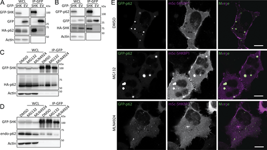 Figure 2. Refer to the image caption for details.