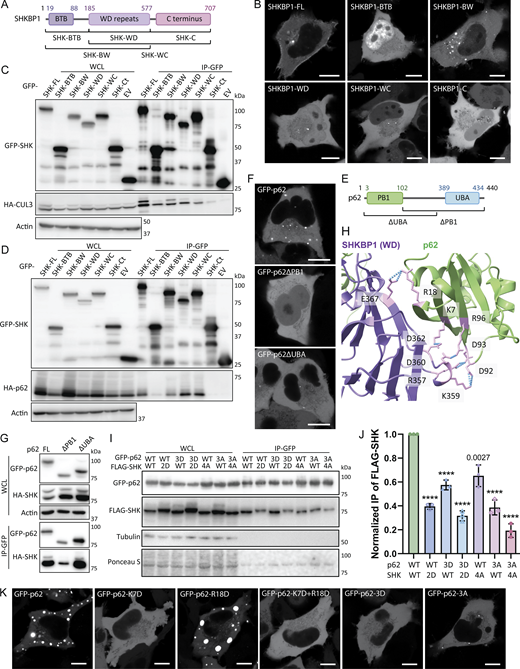Figure 3. Refer to the image caption for details.