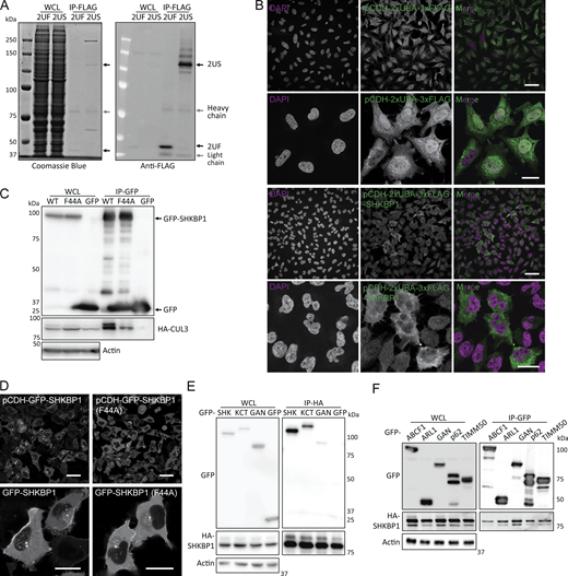 Figure S1. Refer to the image caption for details.