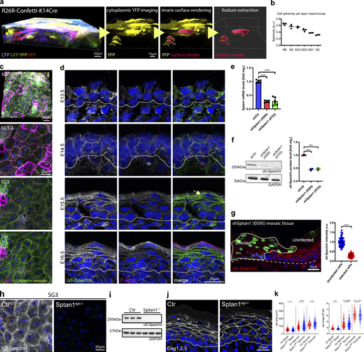 αII-spectrin determines epidermal cell shape. (a) From left to right: 3D whole mount of confetti epidermis from newborn mice showing expression of all four transgenic confetti colors, imaging of the cytoplasmic YFP signal, overlay of the rendering based on the YFP signal, and rendered cell volumes. (b) Quantification of cell sphericity from rendered cells per layer corresponding to Fig. 1 c. Dots: mean values per mouse. (c) Newborn epidermal whole-mount immunofluorescence analysis for phalloidin (F-actin), αII-spectrin, and tight junction marker occludin marking the SG2 layer. Overview of protein distribution across the layer corresponding to Fig. 1 c. Max. projections of the epidermal layers and a full projection (3D) are shown. (d) Immunofluorescence analysis for phalloidin (F-actin) and αII-spectrin on newborn epidermis cryosections of embryonic time points as indicated. Dashed line marks the epidermal-dermal boarder. (c and d) Representative images of N ≥ 3 biological replicates. (e) Quantitative qPCR analysis of Sptan1 mRNA in primary mouse keratinocytes transduced with Ctr shRNA or one of two Sptan1-specific shRNAs (0595 and 9753). Mean ± SD of six preparations. ****P < 0.0001 by unpaired t test. (f) Western blot analysis of primary mouse keratinocytes transduced with Scr, Sptan1 0595, or Sptan1 9753 shRNAs and quantification of αII-spectrin protein levels. Data are the mean ± SD of three preparations. ****P > 0.0001, ***P = 0.0006 by unpaired t test. (g) Dorsal skin mosaic tissue sections from shSptan1 0595-transduced E17.5 embryos immunolabeled for αII-spectrin. Line indicates areas of infected cells; dashed line indicates the dermal-epidermal border. Nuclei were stained with DAPI. Quantification of αII-spectrin intensity. Data are the mean ± SD of 60 individual cells from n = 3 embryos. Bars: mean normalized intensity; dots: individual cells. ****P > 0.0001 by unpaired t test. (h) Newborn epidermal whole-mount immunofluorescence analysis of αII-spectrin in Ctr and αII-spectrin–deficient epidermis (Sptan1epi−/−). Max. projection of the SG3 layer. (i) Western blot analysis of primary mouse keratinocytes isolated from Ctr and αII-spectrin–deficient epidermis (Sptan1epi−/−). (j) Immunofluorescence analysis for shape using combined staining for desmoglein1,2,3 (Dsg1,2,3) on Ctr and αII-spectrin–deficient newborn epidermis sections. (k) Quantification of cell sagittal area and shape (perimeter/√area)/layer using stainings as shown in j. ****P < 0.0001, **P < 0.005, and *P < 0.05; cells: n = 701 (basal), n = 927 (spinous), 688 (granular) with Kolmogorov–Smirnov per layer. Source data are available for this figure: SourceData FS1.