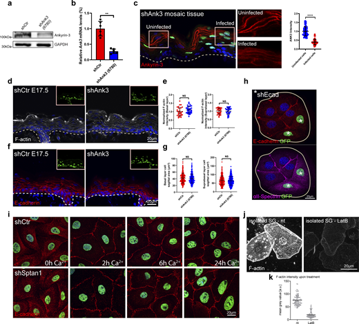 E-cadherin controls cell shape upstream of spectrin. (a) Western blot analysis of primary mouse keratinocytes transduced with shCtr and Ank3 6780 shRNAs. Blots were probed for Ankyrin-3 and GAPDH. (b) qPCR analysis of Ank3 mRNA in primary mouse keratinocytes transduced with shCtr shRNA or Ank3-specific shRNAs (6780). Data are the mean ± SD of six preparations. **P = 0.002 with Kolmogorov–Smirnov. (c) Sagittal views of dorsal skin mosaic tissue sections from shAnk3 6780-transduced E17.5 embryos immunolabeled for Ankyrin-3. Graph: Quantification of Ankyrin-3 intensity. Mean ± SD of 60 individual cells from n = 3 embryos. Bars: mean normalized intensity; dots: individual cells. ****P > 0.0001 with Kolmogorov–Smirnov. (d) Sagittal views of dorsal skin sections from shCtr and shAnk3 6780-transduced E17.5 embryos immunolabeled for F-actin. Insets show transduced cells (H2B−GFP+). (e) Quantification of basal (left) and suprabasal (right) layer F-actin intensity from data shown in d. Data are the mean ± SD of 30 region of interest (ROI) from n = 3 embryos per condition. Horizontal bars represent the mean normalized intensity, and circles/squares represent microscopy fields. NS: P = 0.1344 (basal), NS: P = 0.9525 (suprabasal) with Kolmogorov–Smirnov. (f) Sagittal views of dorsal skin sections from shCtr and shAnk3 6780-transduced E17.5 embryos immunolabeled for E-cadherin. Insets show transduced cells (H2B−GFP+). (g) Quantification of basal (left) and suprabasal (right) layer cell cross-section area from data shown in f. Data are the mean ± SD from ∼200 individual cells from n = 3 embryos per condition. Horizontal bars represent the cell cross-section area mean, and circles/squares represent individual cells. NS: P = 0.2220 (basal), NS: P = 0.796 (suprabasal) by Kolmogorov–Smirnov. (h) Immunofluorescence analysis for the recruitment of E-cadherin and αII-spectrin to intercellular contacts in shCtr and shEcad 2287-transduced primary keratinocytes (GFP-positive nuclei, asterisks). Representative images of n = 3 biological replicates each. (i) Immunofluorescence analysis for E-cadherin (red) based on early intercellular contacts in shCtr and shSptan1 0595-transduced primary keratinocytes at the indicated Ca2+ time points. Representative images of n = 3 biological replicates each. (j) Phalloidin staining of single cells isolated from the granular layer treated with or without (nt) latrunculin B (0.1 µM). (k) Quantification of F-actin intensity (phalloidin) of isolated SG cells, as shown in j, treated with or without latrunculin B. Dots represent individual cells pooled from three mice. Source data are available for this figure: SourceData FS2.