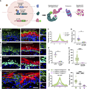 DegronGFPdegrades GFP-tagged proteins located in different cell compartments. (A) Diagram of the DegronGFP system. To the left, alleles required for the system: rtTA under a tissue-specific promoter, TRE-VHL-aGFP, and a gene of interest fused to GFP (for loss-of-function studies, two alleles of GFP knock-in are required). To the left: Degron’s mechanism of action; briefly: VHL-aGFP (degron), a component of the E3 ligase complex, is translated only upon Dox exposure and binds to the GFP-tagged protein of interest (POI), bringing it into proximity to E2 to facilitate the transfer of ubiquitin. Polyubiquitinated POI-GFP is then sent for proteasomal degradation. (B) Immunofluorescence staining of GFP (green) and degron (red) in P0 back skin epidermis of K10-Degron;ZO1-GFP neonates and control ZO1-GFP littermates. Insets show only GFP in control (1) or in K10-Degron;ZO1-GFP (2). Dotted lines represent the basement membrane. *: Indicates autofluorescent cornified layer. All scales: 20 μm. (C) GFP fluorescence intensity across cell–cell junctions in the epidermal suprabasal layers of ZO1-GFP (green) and suprabasal DegronPos areas of K10-Degron;ZO1-GFP neonates (pink). Line scan graph shows measurements across 12 cell–cell boundaries from three different mice per genotype. Data are represented as mean ± SD. (D) Quantification of fluorescence intensity at suprabasal–suprabasal cell boundaries in ZO1-GFP and DegronPos areas in K10-Degron;ZO1-GFP neonates. Each dot represents the maximum intensity at cell–cell junctions; large circles represent the average for each mouse (n = 3 mice per genotype, at least 20 line scans per animal). Lines show the mean ± SEM. P = 0.0294, paired two-tailed t test. (E) Immunofluorescence staining of GFP and degron in P0 back skin epidermis of K10-Degron;mGFP neonates and control mGFP littermates. Insets show only GFP in control (1) or in K10-Degron;mGFP (2). (F) Quantification of average mGFP fluorescence intensity per mouse from all suprabasal areas in controls (n = 3 mice) or degron + suprabasal areas in experimental neonates (n = 3 mice). Data are represented as mean ± SEM. P = 0.0298, two-tailed paired t test. (G) Immunofluorescence staining of degron (red) in epidermis of K10-Degron;H2B-GFP neonates and control H2B-GFP littermates. Insets show only GFP in control (1) or in K10-Degron;H2B-GFP (2). (H) Quantification of average H2B-GFP fluorescence intensity per nucleus in controls vs. degron + cells in experimental neonates (n = 49 cells for control and n = 63 degron + cells for K10-Degron;H2B-GFP from 2 animals per genotype). ****P < 0.0001, two-tailed unpaired t test. (I) Immunofluorescence staining of GFP and degron in the tail epidermis of a K14-Degron;ZO1-GFP adult mouse. Insets show areas across cell–cell junctions between: (1) two adjacent cells not expressing degron (DegronNeg), (2) DegronNeg and a cell expressing degron (DegronPos), or (3) two adjacent DegronPos cells. (J) GFP fluorescence intensity in the adult tail epidermis across 10 cell–cell junctions for each category in I. Line scans were performed as represented with white lines in insets 1, 2, and 3. (K) Quantification of fluorescence intensity at suprabasal–suprabasal cell boundaries in the adult tail epidermis. Each dot in the violin plots represents the maximum intensity across cell–cell junctions in each category shown in I (n = 30 measurements across 10 cell–cell junctions per category). P < 0.0001, ordinary one-way ANOVA, Tukey’s multiple comparisons test. For all experiments in Fig. 1, animals were fed with doxycycline chow (BIO-Serv S3888, 200 mg/kg dox) from E13.5 until P0.