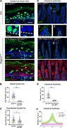DegronGFPdegrades GFP-tagged proteins in different cell populations. (A) Immunofluorescence staining of GFP (green) and degron (red) in E18.5 back skin epidermis of K14-Degron;GR-GFP and control GR-GFP littermate. Insets show only GFP in control (1) or in K10-Degron;ZO1-GFP (2). White arrowhead indicates unspecific antibody signal. Dotted lines represent the basement membrane. *: Indicates autofluorescent cornified layer. Scale bar: 20 μm. (B and C) Quantification of nuclei average fluorescence intensity in the basal layers in GR-GFP (n = 3 mice, 98 nuclei total), or DegronPos basal cells in K14-Degron;GR-GFP (n = 3 mice, 110 nuclei total) embryos (B), or in suprabasal cells (C). Dots represent each nucleus measured; large circles represent the average for each mouse. Lines show the mean ± SEM. P = 0.0268, paired two-tailed t test for B. (D) Immunofluorescence staining of GFP and degron in adult intestinal epithelia of Villin-Deg; ZO1-GFP and control ZO1-GFP littermate. Scale bar: 20 μm. Insets show higher magnification images. (E) Quantification of fluorescence intensity across apical cell–cell junctions in villi epithelial of ZO1-GFP and DegronPos areas in Villin-Degron;ZO1-GFP neonates. Each dot represents the maximum intensity at cell–cell junctions; large circles represent the average for each mouse (n = 3 mice per genotype, 15 line scans per animal). Lines show the mean ± SEM. P = 0.0294, paired two-tailed t test. (F) GFP fluorescence intensity across cell–cell villi epithelial cells of ZO1-GFP (green) and DegronPos areas of Villin-Degron;ZO1-GFP mice (pink). Line scan graph shows measurements across 12 cell–cell boundaries from 3 different mice per genotype. Data are represented as mean ± SD. For epidermal experiments, animals were fed dox chow from E16.5 to E18.5, and for adult experiments, they were on dox chow for 1 wk.