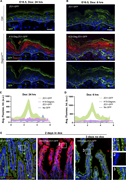 Kinetics of GFP degradation using DegronGFP. (A and B) Immunofluorescence staining of GFP (green) and degron (red) in E18.5 back skin epidermis of K10-Degron;ZO1-GFP and control ZO1-GFP embryos 24 h (A) or 6 h (B) after dox exposure. Dotted lines represent the basement membrane. All scales bars: 20 μm. Pregnant dams were IP injected with doxycycline (100 mg/kg) and then given dox chow until sacrifice. (C and D) GFP fluorescence intensity across cell–cell junctions in the epidermal suprabasal layers of ZO1-GFP (green), suprabasal DegronPos areas of K10-Degron;ZO1-GFP (pink) neonates 24 h (C) or 6 h (D) after dox exposure, and negative control WT (blue). Line scan graph shows measurements across nine cell–cell boundaries from three different mice per genotype. Data are represented as mean ± SD. (E) Immunofluorescence staining of GFP (green) and degron (red) in adult intestinal epithelia after 2 days of doxycycline in control ZO1-GFP (left panel, inset 1) and Villin-Deg;ZO1-GFP (middle panel, inset 2). Right panel, inset 3, shows Villin-Deg;ZO1-GFP that was taken off of doxycycline for 3 days. Insets show only GFP. Scale bar: 20 μm. Mice were fed dox chow for 2 days and then changed to regular chow. Note that there is a duplicate of this panel in Fig. S2 D.