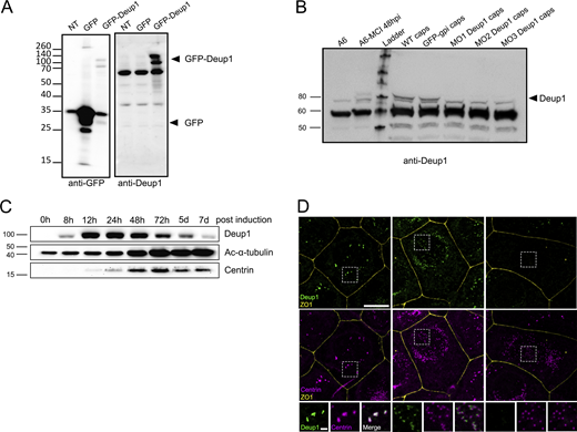 Figure S2. Refer to the image caption for details.