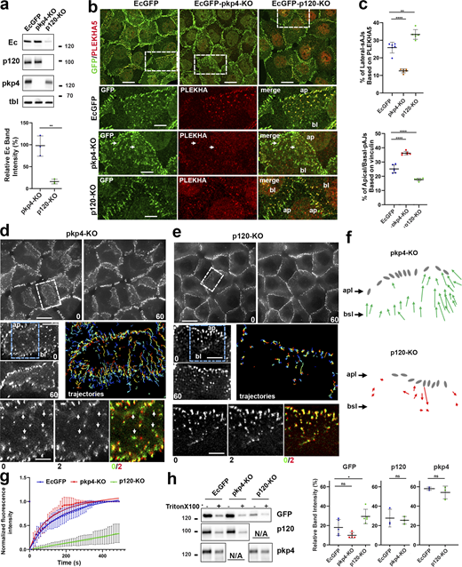 Changes in AJs upon p120 and pkp4 knockout. (a) Western blot of A431-EcGFP cells (EcGFP) and their pkp4-KO and p120-KO derivatives probed for EcGFP (Ec), p120, and pkp4. β-Tubulin staining (tbl) serves as a loading control. Molecular weight markers (in kDa) are on the right. The EcGFP band intensities in the KO cells (relatively to the parental EcGFP cells) are quantified at the bottom. (b) Projections of all x–y optical slices of the same cells stained for EcGFP (GFP, green) and PLEKHA5 (PLEKHA, red). Low-magnification panels show merged images only. Bar, 20 μm. Zoomed regions (dashed boxes) are shown below in both channels. (ap and bl indicate apical and basal ends of the lateral membranes). Bar, 12 μm. Arrows indicate a few remaining PLEKHA5-positive AJs in pkp4-KO cells. (c) Quantification of heterochromatic EcGFP/PLEKHA5-positive pixels (lateral AJs) or EcGFP/vinculin-positive pixels (apical/basal AJs), expressed as fractions of total EcGFP-positive pixels (n = 6 images from three experiments). Means ± SD are shown. (d and e) Time-lapse imaging of EcGFP-pkp4-KO (d) and EcGFP-p120-KO (e) cells at 30-s intervals. Only the first (0 min) and last (60 min) frames are shown (see Fig. 3). Bar, 20 μm. Corresponding zoomed regions (white dashed boxes) are shown below (see Videos 2 and 3). Apical (ap) and basal (bl) edges are indicated. Additional zoomed areas of these contacts (blue dashed boxes) taken 2 min apart (bottom row) illustrate lateral AJ instability in pkp4-KO cells and stability in p120-KO cells. The overlay (right) shows the first frame in green and the second in red; arrows mark AJs that disassembled. Bar, 4 μm. Tracked AJ trajectories are shown as in Fig. 3 b. (f) Schematic representation of net displacements of major AJs according to the trajectories in d and e. The AJs are depicted as in Fig. 3 c. (g) FRAP analysis of lateral AJs in cell lines indicated as in a (n = 15; mean ± SD). (h) Left: Western blot of total cell lysates from control cultures (−) and from parallel cultures extracted for 5 min with 1% Triton X-100 (+), probed for EcGFP, p120, and pkp4 (cells are indicated as in a) Right: Quantification of EcGFP intensities in the extracted cells relative to the corresponding non-extracted controls (five independent experiments). Statistical significance for all graphs was calculated using two-tailed Student’s t tests: ns, nonsignificant; *P < 0.05; **P < 0.01; ****P < 0.0001. The means ± SD are indicated by bars. Source data are available for this figure: SourceData F4. Refer to the image caption for details.