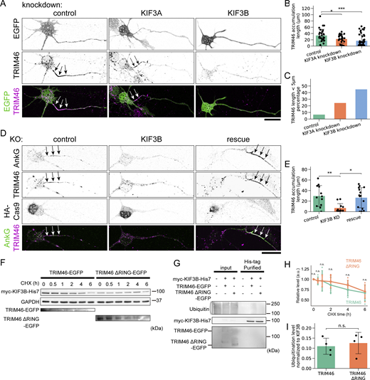 Multiple panels depict the effects of K I F 3 A and K I F 3 B knockdown on T R I M 46 accumulation in neurons.