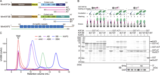 Multiple panels depict biochemical analyses of K I F 3 and K A P 3 subtypes, including diagrams, pull-down assay results, and S E C analysis.