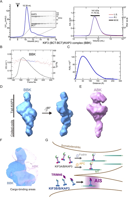 Multiple panels illustrate the biochemical and structural evaluation of the K I F 3 and K A P 3 B B K complex.
