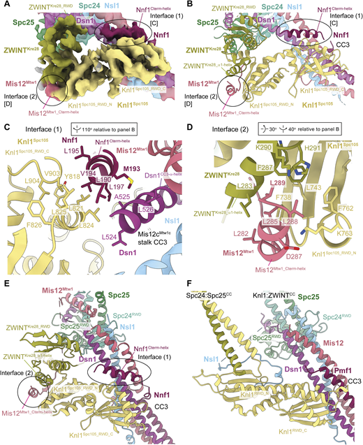 A multi-part image shows the S. cerevisiae K M N junction complex, highlighting interactions between M i s 12 c M t w 1 c and K n l 1 c.