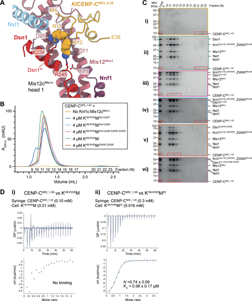 A multi-part image depicts the regulation of M i s 12 c M t w 1 c auto-inhibition by Aurora B kinase and its effect on C E N P-C M i f 2.