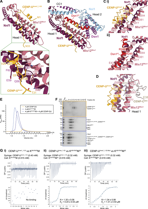 Figure illustrating the interaction between M i s 12 c M t w 1 c and C E N P-U A m e 1, showing structural predictions and experimental data.