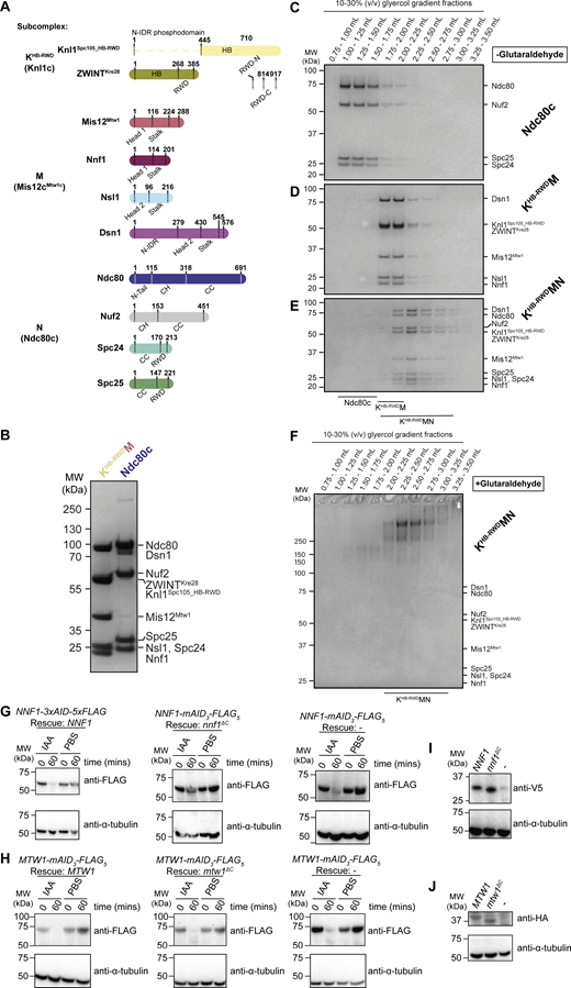 Preparation of S. cerevisiae KMN complex sample for cryo-EM and validation of in vivo protein depletion and in vivo rescue allele expression. (A) Subcomplex and subunit domain organization of the S. cerevisiae KMN complex proteins. CC, CH, HB, N-IDR, and RING-WD40-DEAD box helicase (RWD) domains are highlighted. (B) Coomassie brilliant blue–stained SDS-PAGE gels of the purified KMN subcomplexes. (C–E) Coomassie brilliant blue–stained SDS-PAGE gels of isolated (C) N and (D) KHB-RWDM subcomplexes, or (E) reconstituted KHB-RWDMN complexes after separation using 10–30% glycerol gradients. (F) Coomassie brilliant blue–stained SDS-PAGE gels of the reconstituted KHB-RWDMN complex crosslinked with a 0.0–0.2% glutaraldehyde gradient over the course of a 10–30% glycerol gradient using the GraFix methodology (Stark, 2010) (Kastner et al., 2008). Crosslinking was repeated twice with identical results. Fractions corresponding to the glycerol gradient volume 2.00–2.75 ml were pooled for cryo-EM sample preparation. Fractions corresponding to the glycerol gradient volume 2.00–2.75 ml were pooled for cryo-EM sample preparation. (G) Immunoblots of WCEs of the indicated yeast strains treated for the indicated duration with PBS or 0.5 mM IAA. Membranes were blotted with anti-FLAG primary antibody to detect NNF1-mAID3-FLAG5 gene products (top panel) or anti-α-tubulin primary antibody as a loading control (bottom panel). (H) Immunoblots of WCEs of the indicated yeast strains treated for the indicated duration with PBS or 0.5 mM IAA. Membranes were blotted with anti-FLAG primary antibody to detect MTW1-mAID3-FLAG5 gene products (top panel) or anti-α-tubulin primary antibody as a loading control (bottom panel). (I) Immunoblots of WCEs of the indicated yeast strains. Membranes were blotted with anti-V5 primary antibodies to detect the gene products expressed from the NNF1 or nnf1ΔC variant alleles (top panel), or with anti-α-tubulin primary antibody as a loading control (bottom panel). (J) Immunoblots of WCEs of the indicated yeast strains. Membranes were blotted with anti-HA primary antibodies to detect the gene products expressed from the indicated MTW1 or mtw1ΔC variant alleles (top panel), or with anti-α-tubulin primary antibody as a loading control (bottom panel). CC, coiled coil; HB, helical bundle; WCEs, whole-cell extracts. Source data are available for this figure: SourceData FS1. Refer to the image caption for details.