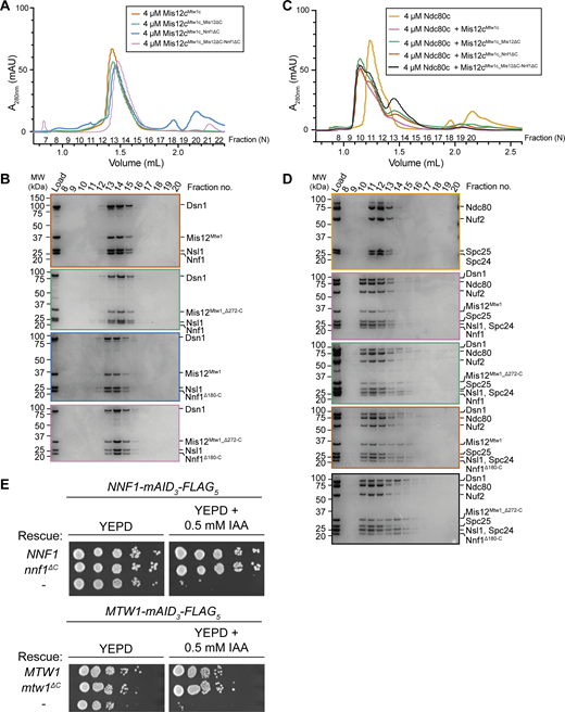 Biochemical analysis of Mis12Mtw1_Cterm-helixand Nnf1Cterm-helixfunction. (A) SEC elution chromatograms of Mis12cMtw1c containing either full-length and wild-type proteins, or full-length and wild-type proteins apart from deletion of Mis12Mtw1 residues 272–289 (Mis12Mis12_Δ272-C: Mis12cMtw1c_Mis12ΔC), deletion of Nnf1 residues 180–201 (Nnf1Δ180-C: Mis12cMtw1c_ Nnf1ΔC), or deletion of both Mis12Mtw1 residues 272–289 and Nnf1 residues 180–201 (Mis12cMtw1c_Mis12ΔC-Nnf1ΔC). (B) Coomassie brilliant blue–stained SDS-PAGE gels of all of the experiments presented in A. (C) SEC elution chromatograms of the Mtw1c:Ndc80c interaction reconstitutions. Attempts at reconstituting Mis12cMtw1c, Mis12cMtw1c_Mis12ΔC, Mis12cMtw1c_Nnf1ΔC, and Mis12cMtw1c_Mis12ΔC-Nnf1ΔC with full-length, unmodified Ndc80c are presented alongside the elution profile of Ndc80c alone. (D) Coomassie brilliant blue–stained SDS-PAGE gels of the experiments in C. (E) Analysis of mtw1ΔC and nnf1ΔC mutants in yeast strain backgrounds with endogenous MTW1 and NNF1 gene products translationally fused to mAID3-FLAG5 tag. Cell growth was investigated by plating 1:9 serial dilutions onto either YEPD plates or YEPD plates supplemented with 0.5 mM IAA. - = no rescue allele was expressed. mAID = monomeric auxin-inducible degron. Source data are available for this figure: SourceData FS3. Refer to the image caption for details.