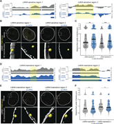 Multiple graphs and images depict the impact of L M N A reduction on chromatin spatial positioning.