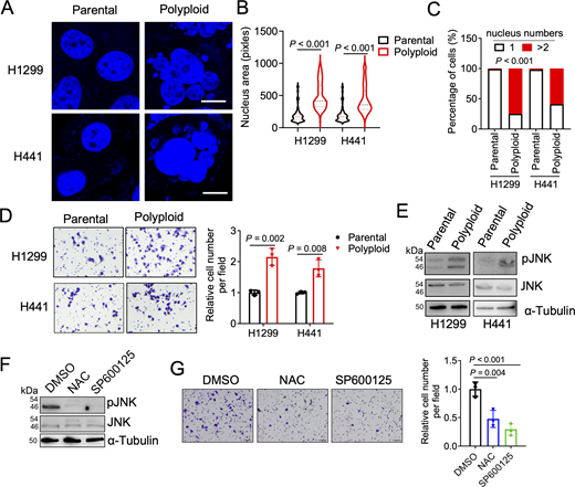 A multi-part image showing the effects of J N K signaling on the migration of polyploid cells.