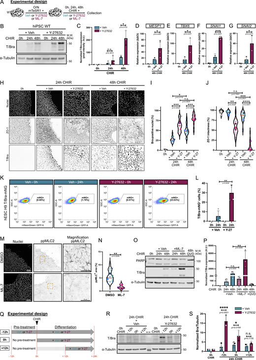 A multi-part image depicts the effects of pharmaceutical inhibition of actomyosin contractility on hiPSC and hESC to the mesoderm lineage.